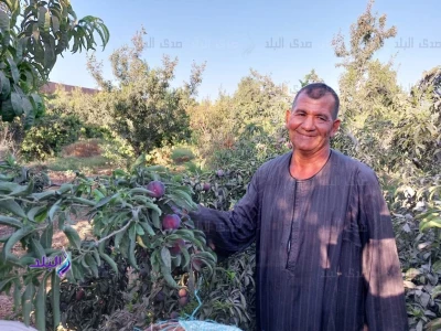 مفاجأة من العيار الثقيل... فاكهة مصرية مهملة بتكلفة زهيدة: علاج فوري للإمساك وسيطرة على السكر في الدم ورشاقة مضمونة تنافس الأدوية في مقاومة هشاشة العظام!